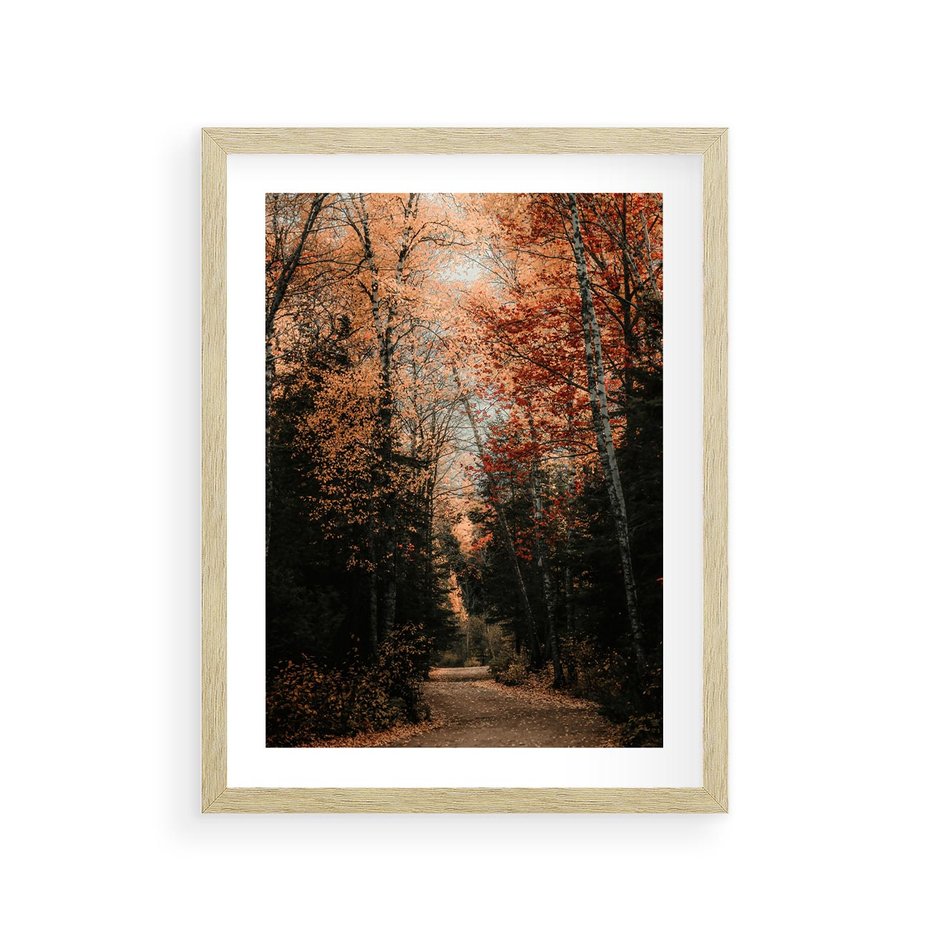 Plakat w ramie 30x40 - Drzewa w Czerwonych Liściach - las, jesienny las - rama drewno