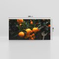 Obraz na płótnie 100x50 - Mandarynki na Drzewku - Owoce Pory Roku - mandarynki, drzewko