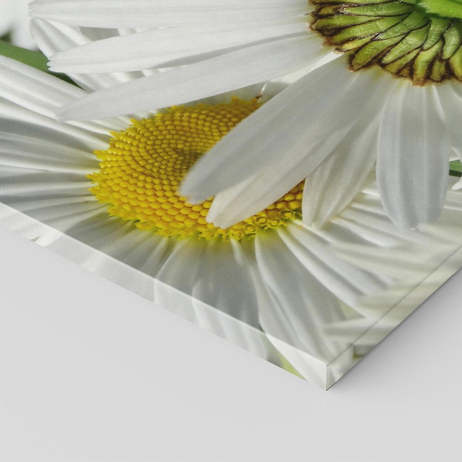 Obraz na płótnie 120x80 - Stokrotki w pełnym rozkwicie - stokrotki, kwiaty