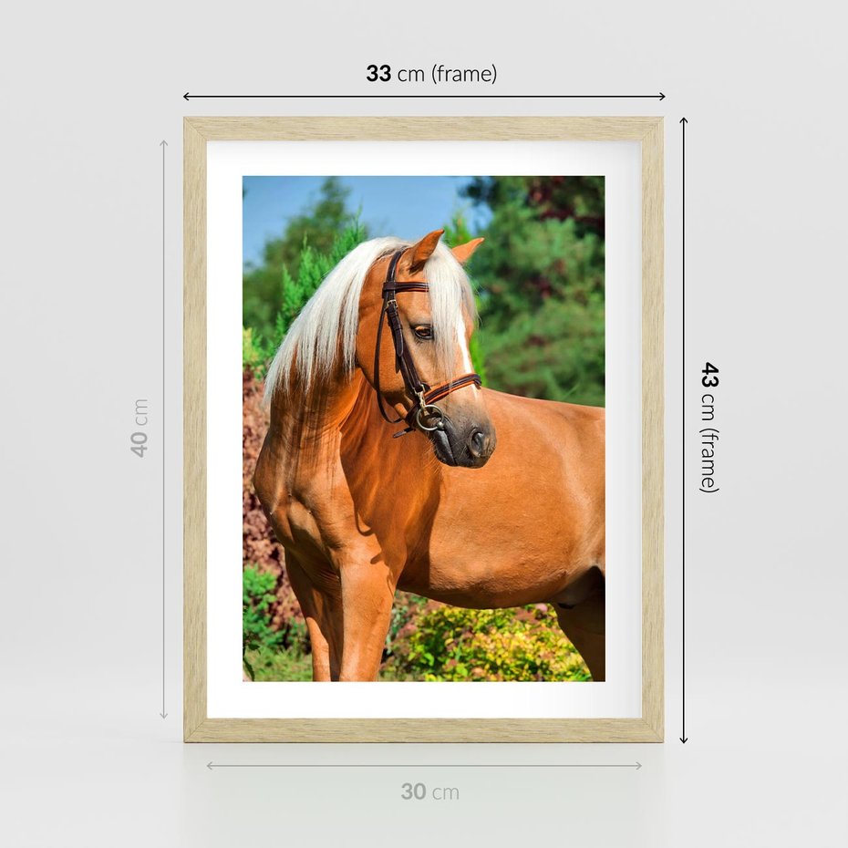 Plakat w ramie 30x40 - Elegancki wierzchowiec - koń, portret - rama drewno