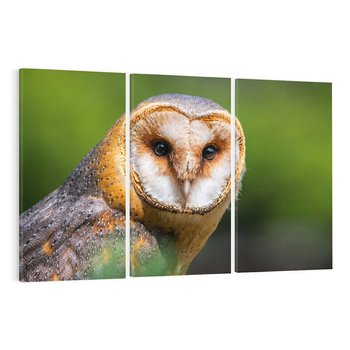 Obraz na płótnie 120x80 - Sowa nocą - sowa, ptak