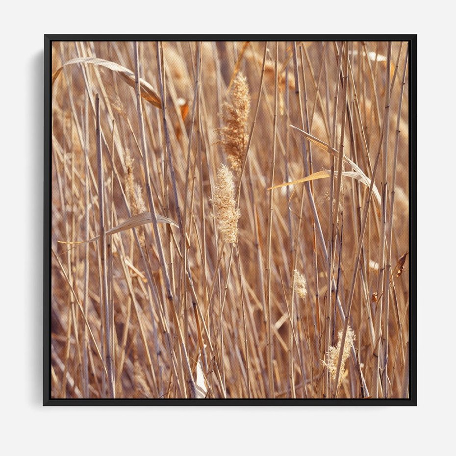 Obraz w ramie 50x50 - Mistrzowskie suche trawy - suche, trawy - rama czarna