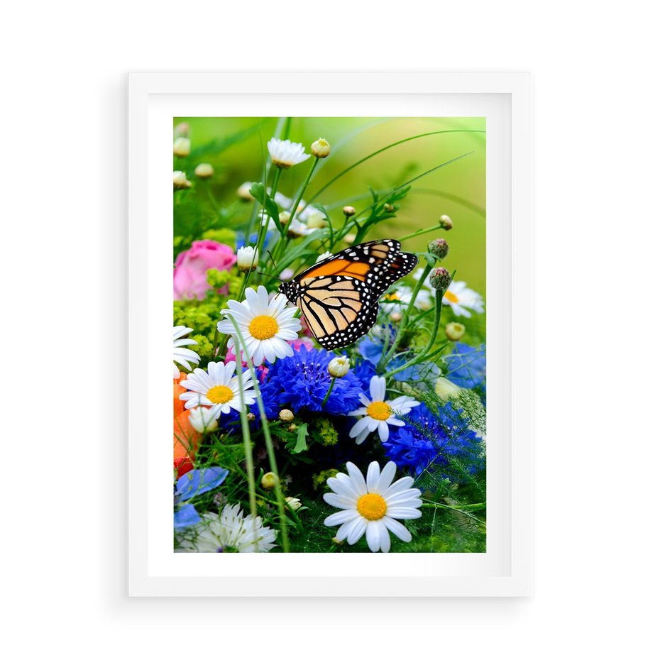 Plakat w ramie 50x70 - Kwiatowy Taniec - motyl, kwiaty - rama biała