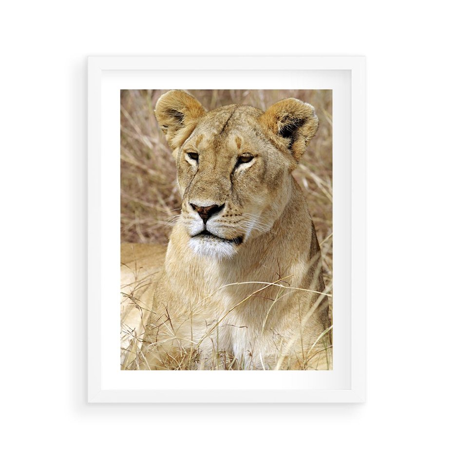 Plakat w ramie 40x50 - Potęga lwów w Afryce - lew, lwica - rama biała