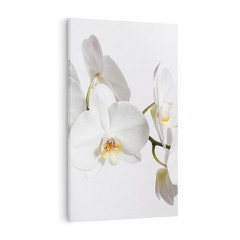 Obraz na płótnie 80x120 - Orchidea Kwiat - orchidea, kwiat