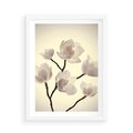 Plakat w ramie 50x70 - Elegancja Natury - magnolia, białe - rama biała