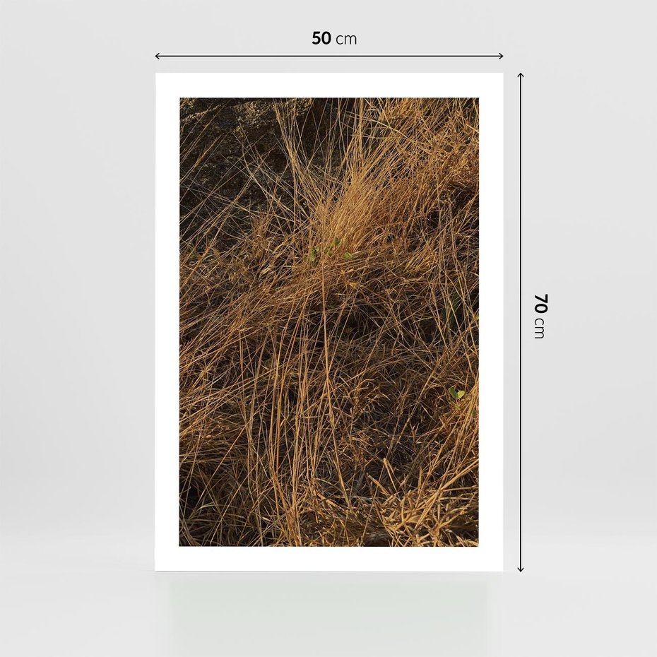 Plakat bez ramy 50x70 - Szlachetna Suchość Traw - trawy, suche trawy