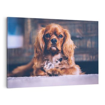 Obraz na płótnie 120x80 - Spacer z pieskiem - pies, piesek