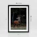 Plakat w ramie 30x40 - Spotkanie z naturą - jeleń, las - rama czarna