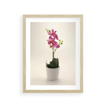 Plakat w ramie 50x70 - Delikatność storczyka orchidei - storczyk, orchidea - rama drewno