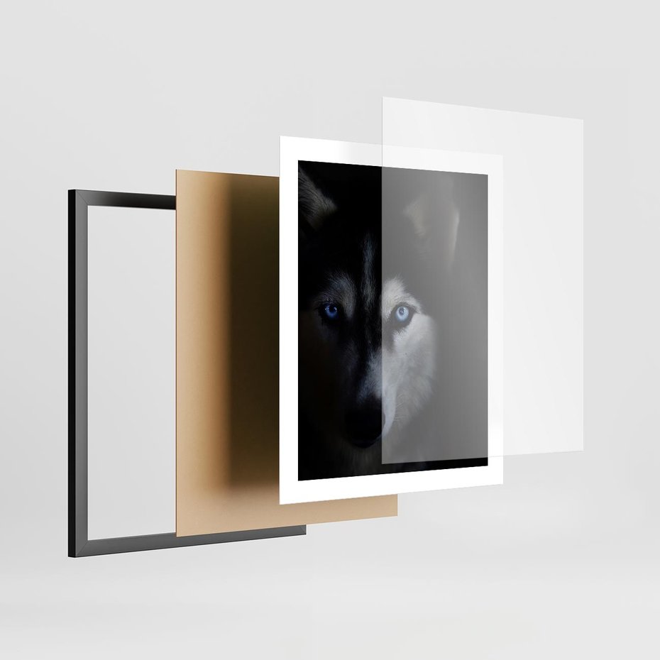 Plakat w ramie 40x50 - Wilk i husky: siła przyjaźni - wilk, husky - rama czarna