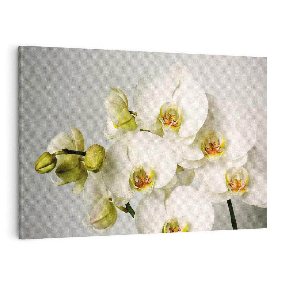 Obraz na płótnie 70x50 - Elegancka uroda orchidei - orchidea, kwiaty