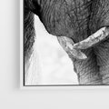 Obraz w ramie 50x50 - Spotkanie Mądrości - fotografia czarno biała, dwa słonie - rama biała