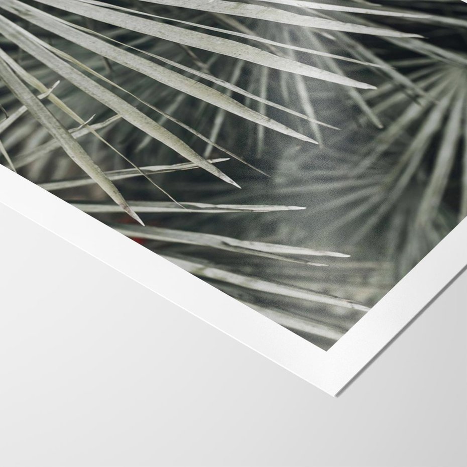 Plakat bez ramy 50x70 - Ujęcie Tropikalnej Natury - palmy, liście palmy