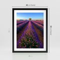 Plakat w ramie 40x50 - Fioletowa Magia - pole, lawendy - rama czarna