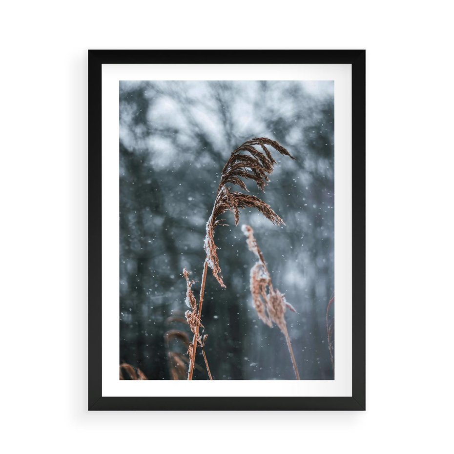 Plakat w ramie 50x70 - Zima na Łonie Natury - sucha wysoka trawa, w zimie - rama czarna