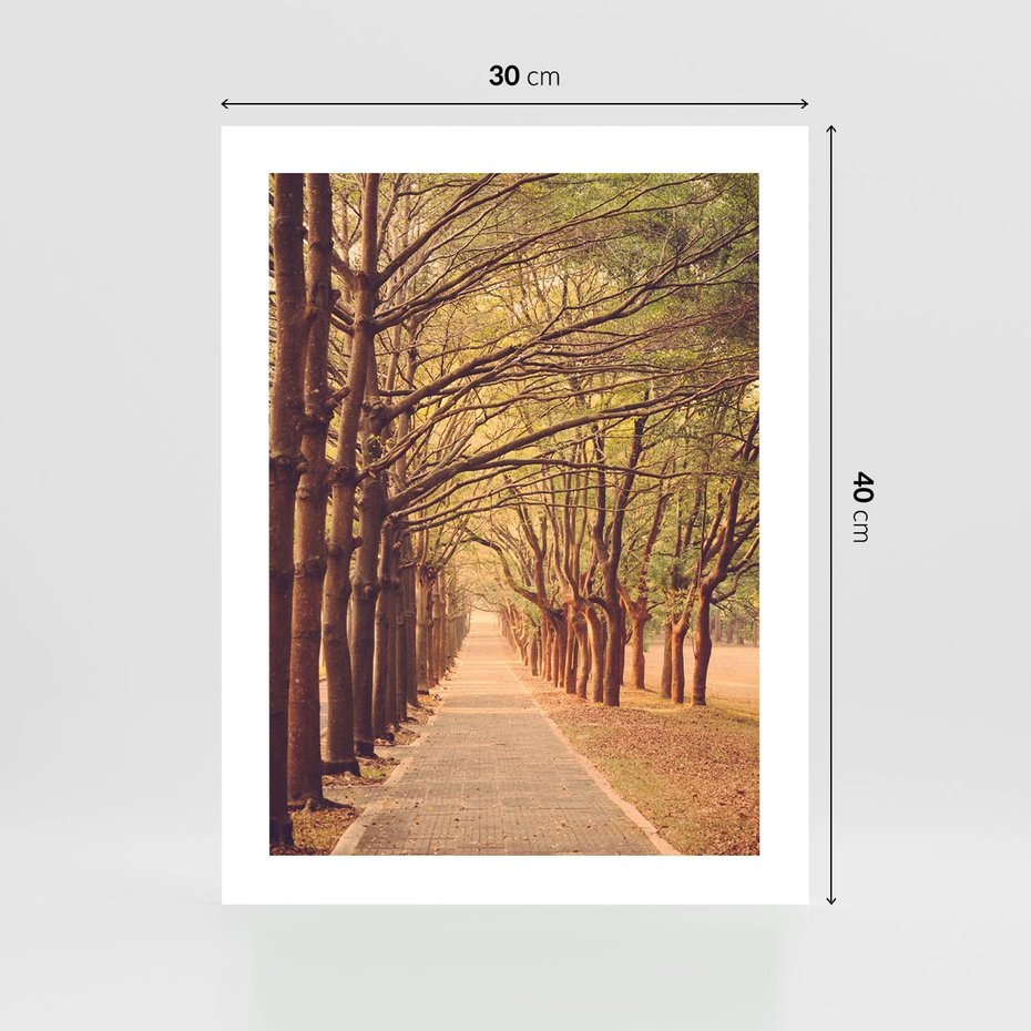 Plakat bez ramy 30x40 - Wędrówka między drzewami - droga, drzewa