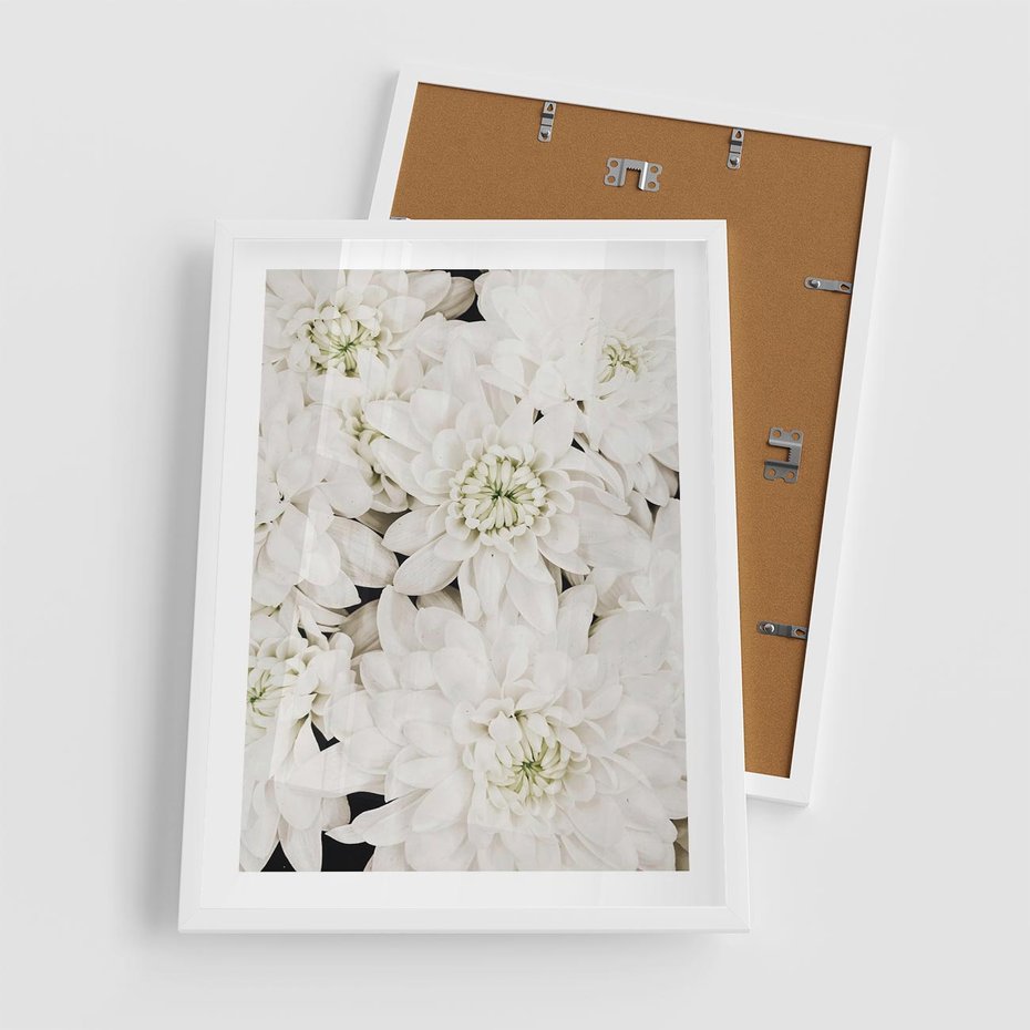 Plakat w ramie 50x70 - Białe Kwiaty: Płatki Delikatności - białe kwiaty, zbliżenie - rama biała