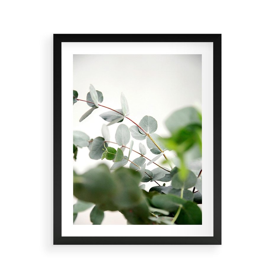 Plakat w ramie 40x50 - Zielony Świat Eukaliptusa - eukaliptus, fotografia - rama czarna