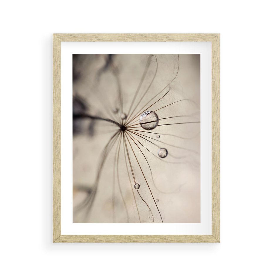 Plakat w ramie 40x50 - Makro Uroda: Kropla na Dmuchawcu - zbliżenie makro, kropla wody na ziarenku dmuchawca - rama drewno
