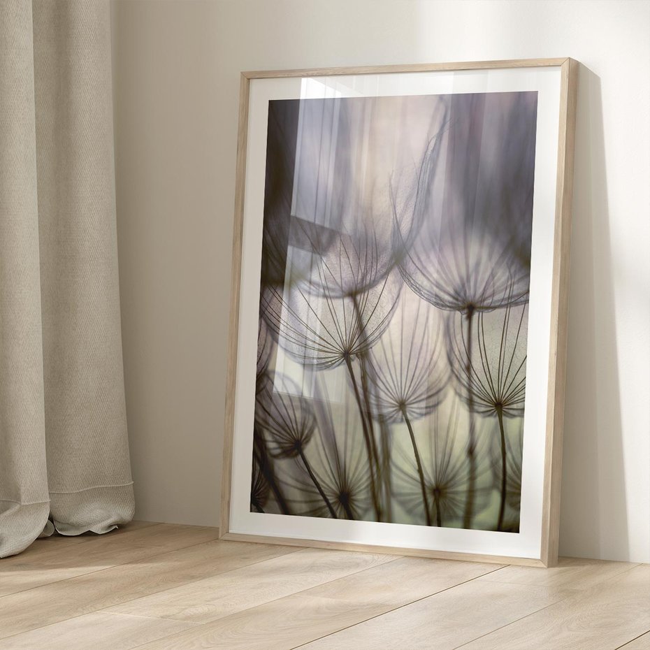 Plakat w ramie 50x70 - Makro dmuchawiec - piękno drobnych detali - dmuchawce, makro - rama drewno