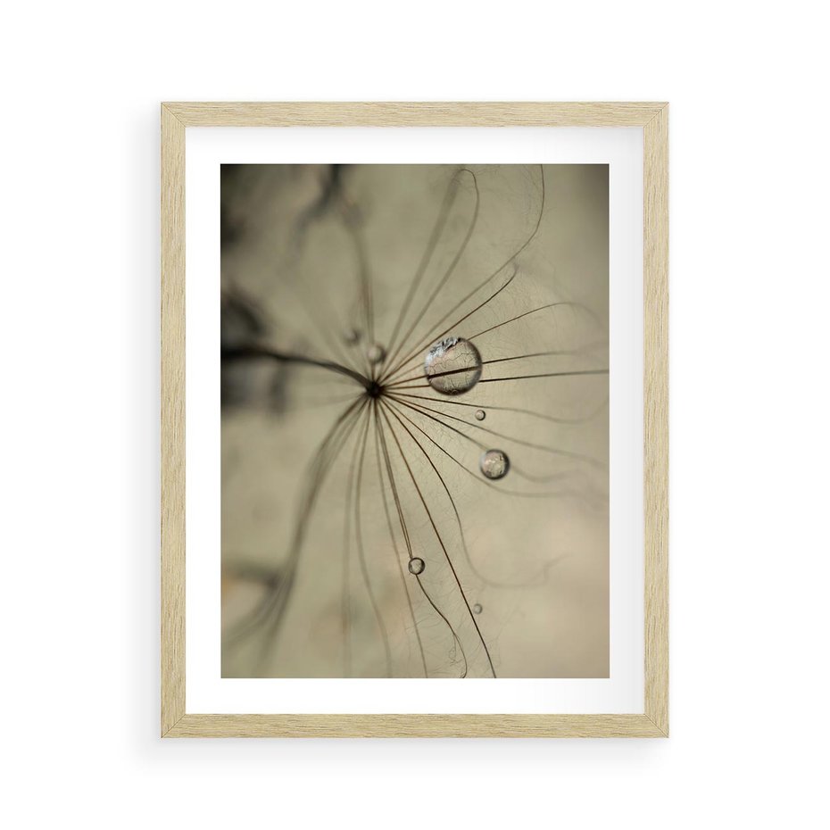 Plakat w ramie 40x50 - Delikatność dmuchawców - dmuchawce, krople - rama drewno