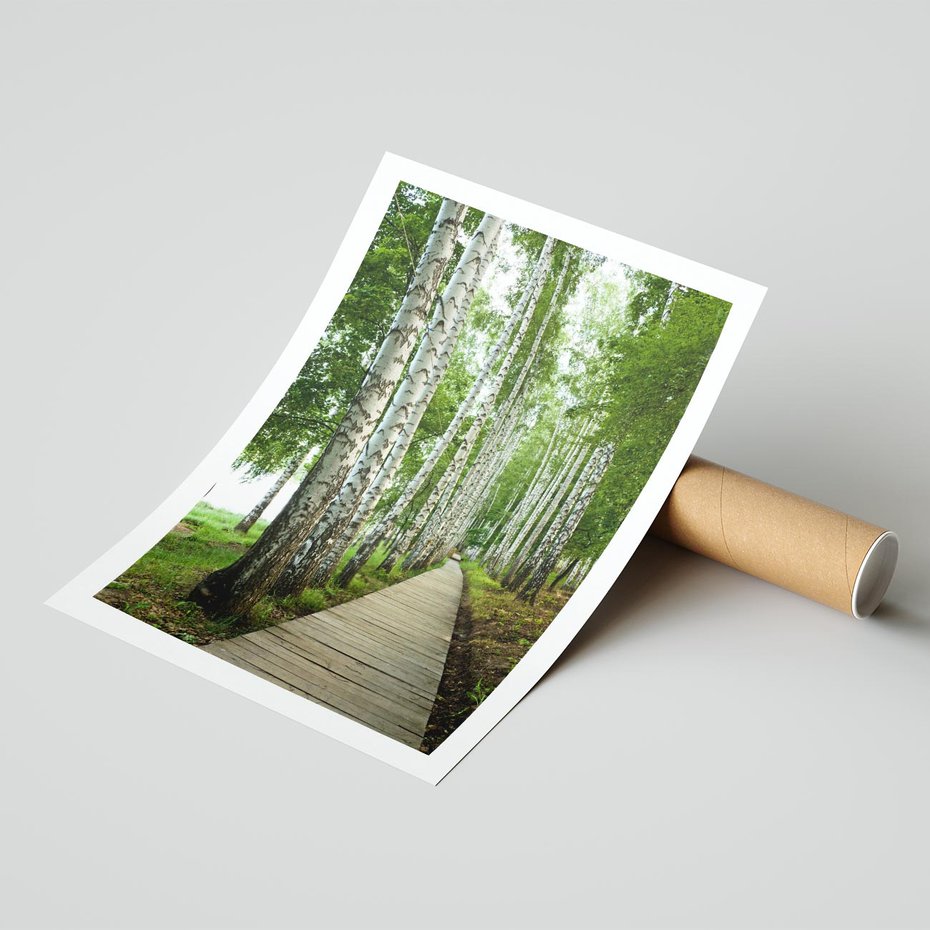 Plakat bez ramy 40x50 - Spacer ścieżką przez brzozowy las - las, ścieżka