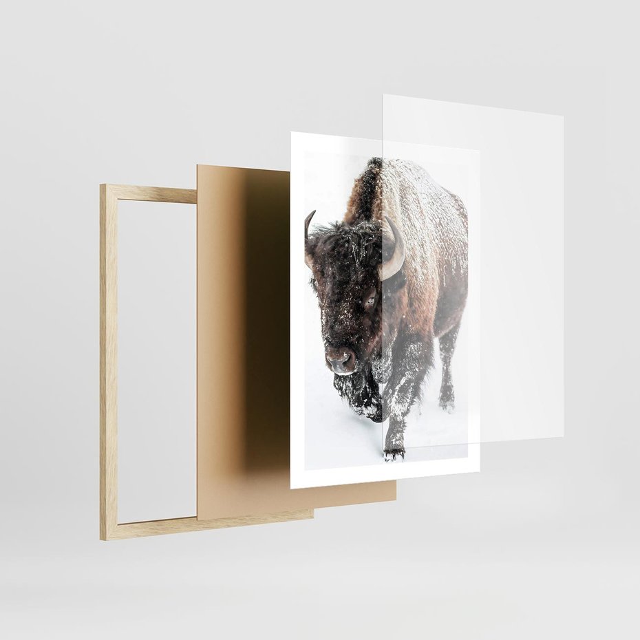 Plakat w ramie 50x70 - Zimowy Władca Puszczy - żubr, bizon - rama drewno