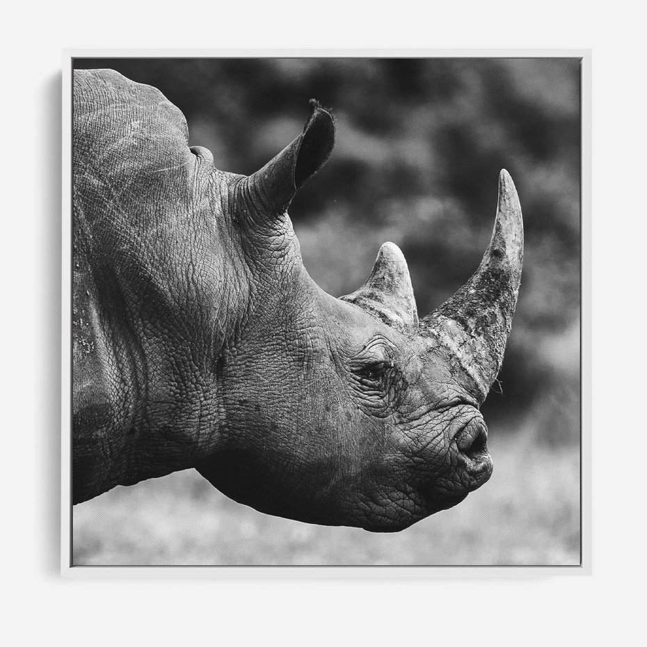 Obraz w ramie 80x80 - Potęga Afryki - czarno biała fotografia, zbliżenie na postać nosorożca - rama biała