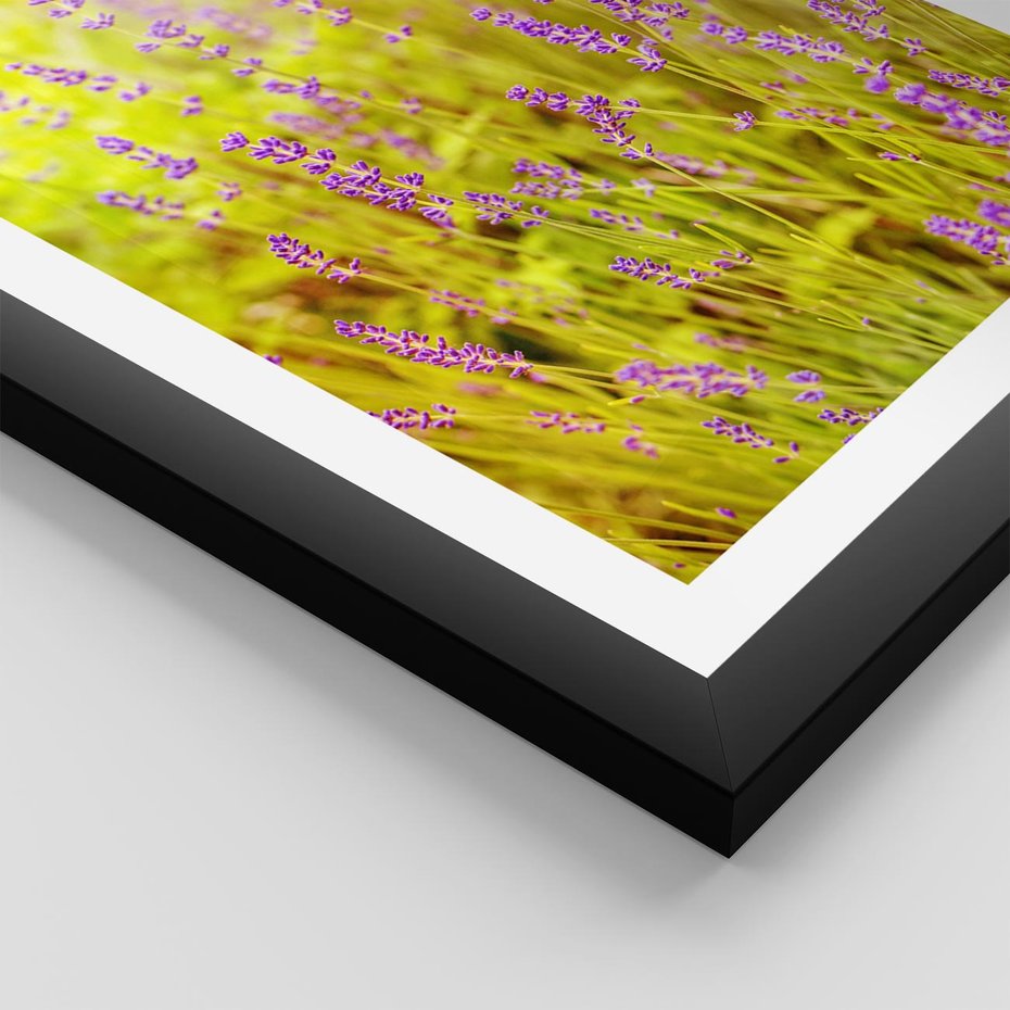 Plakat w ramie 30x40 - Delikatność natury - lawenda, kwiaty - rama czarna