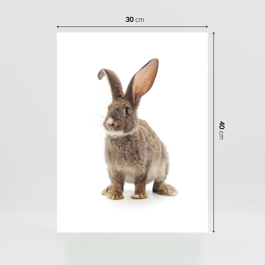 Plakat bez ramy 30x40 - Delikatna Zwierzęca Uroda - królik, zwierzę