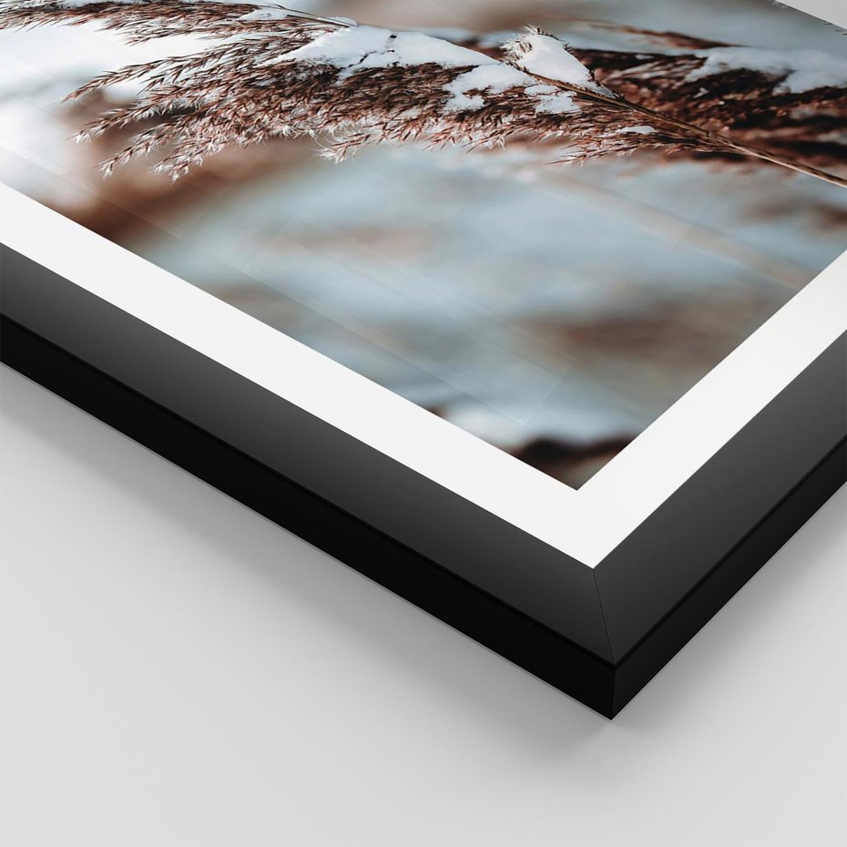 Plakat w ramie 50x70 - Zima na Suchych Trawach - suche trawy, śnieg wysokich na trawach - rama czarna