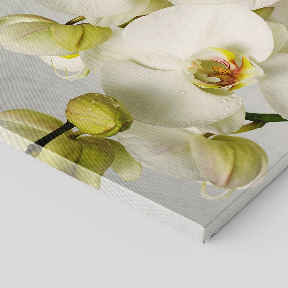 Obraz na płótnie 80x80 - Elegancka uroda orchidei - orchidea, kwiaty