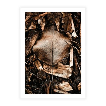 Plakat bez ramy 50x70 - Samotny Liść - liść, brąz