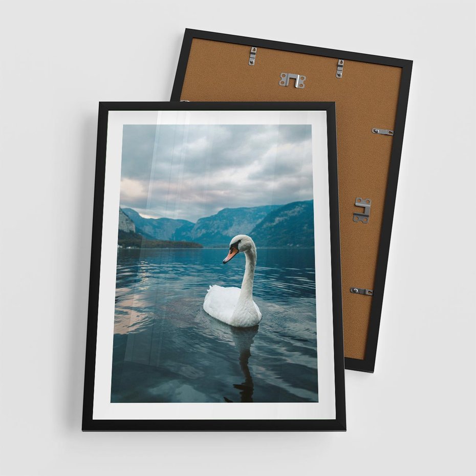 Plakat w ramie 50x70 - Łabędzi Śpiew - fotografia, plakat - rama czarna