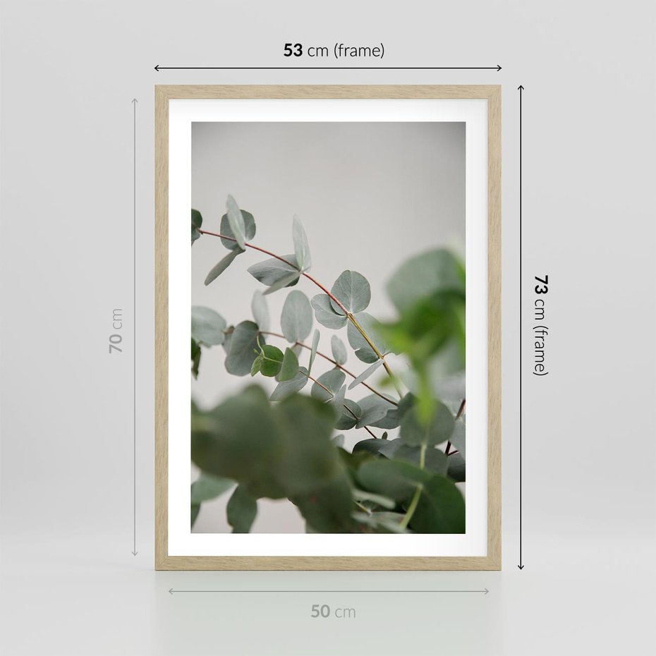 Plakat w ramie 50x70 - Liście eukaliptusa w naturze - eukaliptus, liście - rama drewno