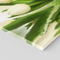 Obraz na płótnie 30x30 - Białe Piękno - białe, tulipany
