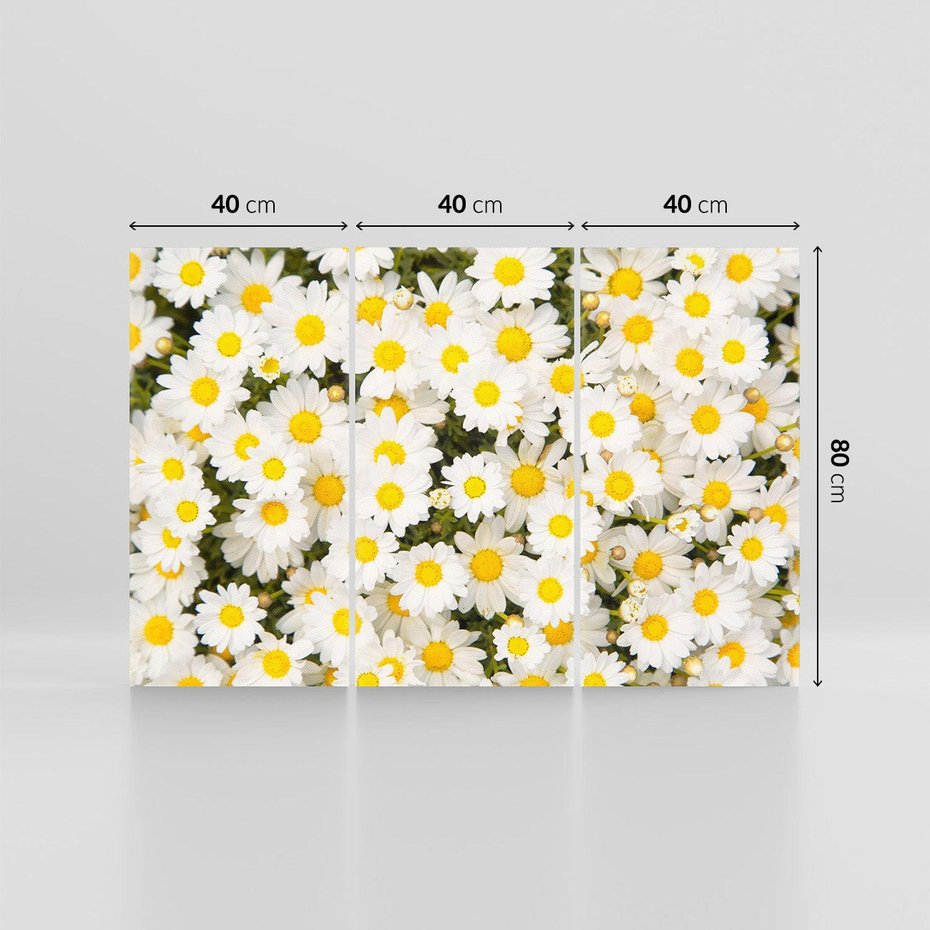 Obraz na płótnie 120x80 - Delikatność Kwiatowej Przyrody - stokrotki, kwiaty