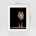 Plakat w ramie 40x50 - Lew: dzikie piękno natury - lew, dzikie - rama biała