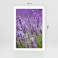 Plakat bez ramy 21x30 - Urok lawendy - lawenda, kwiaty