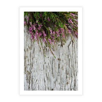 Plakat bez ramy 30x40 - Fioletowe Wrzosy - wrzosy, fiolet