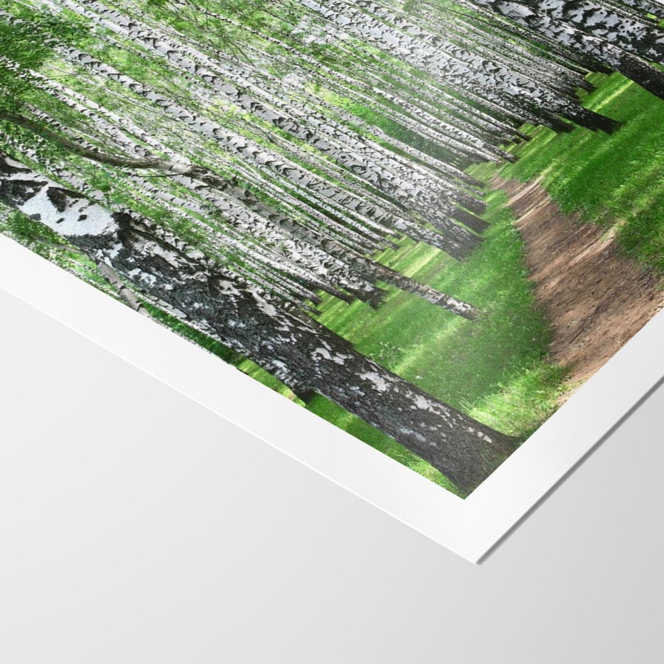 Plakat bez ramy 30x40 - Magia lasu pełnego brzóz - las, brzozy