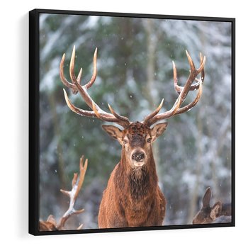 Obraz w ramie 50x50 - Monarcha Zimowej Dziczy - jeleń, zima - rama czarna