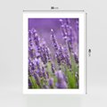Plakat bez ramy 30x40 - Urok lawendy - lawenda, kwiaty