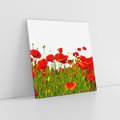 Obraz na płótnie 30x30 - Bujne maki na malowniczej łące - mak, maki