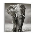 Obraz na płótnie 40x40 - Majestatyczny słoń Afryki - słoń, Afryka