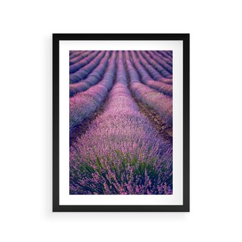 Plakat w ramie 30x40 - Pole Lawendy w Pełnej Krasie - pole lawendy, kompozycja - rama czarna