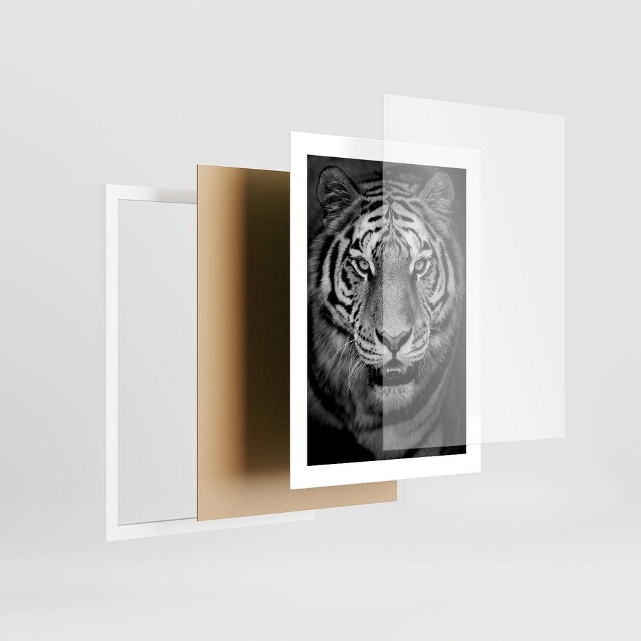 Plakat w ramie 30x40 - Tygrys Czarno-Biały: Siła i Delikatność - tygrys, czarno - rama biała
