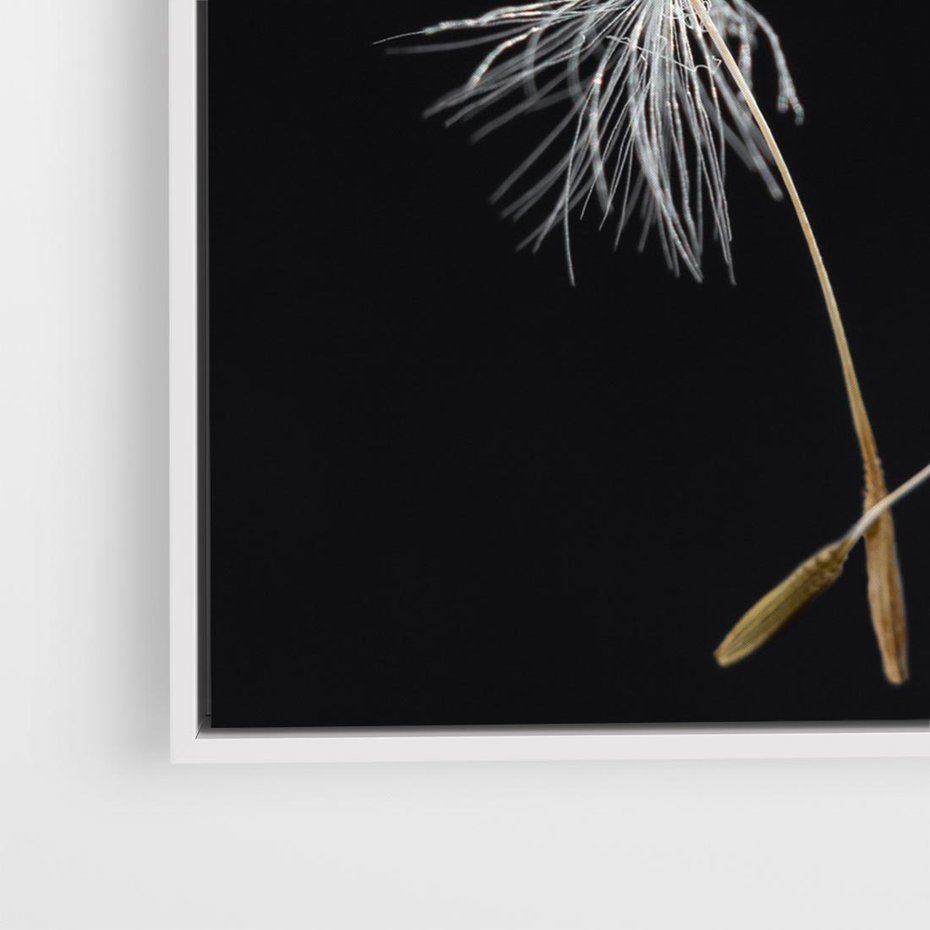 Obraz w ramie 80x80 - Delikatność Wiatru - dmuchawce, makro - rama biała