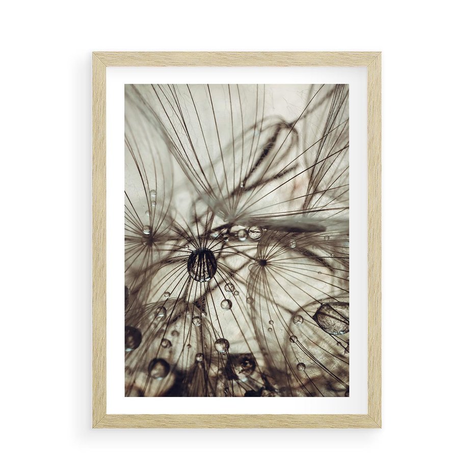 Plakat w ramie 50x70 - Lekkie dmuchawce - dmuchawce, krople - rama drewno